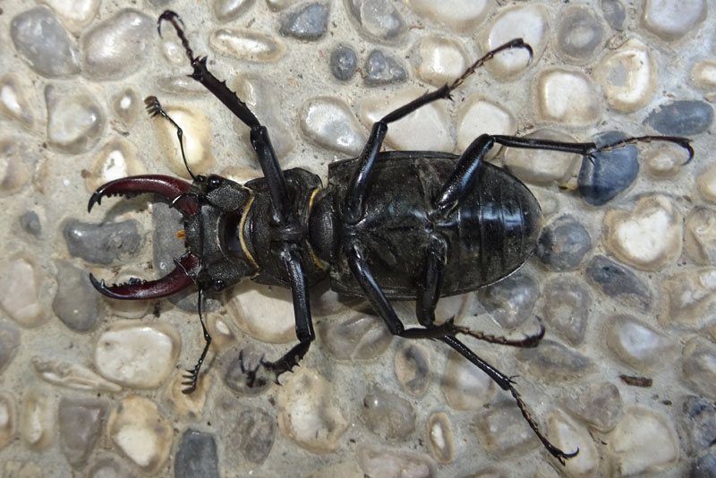 Lucanus cervus - Lucanidae